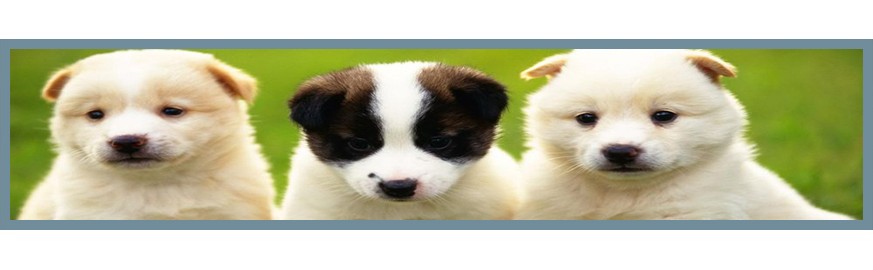 Köpekler
